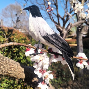 仿真羽毛动物鸟黑头奇鹛黑耳奇鹛模型拍摄布置道具园林装饰品摆件