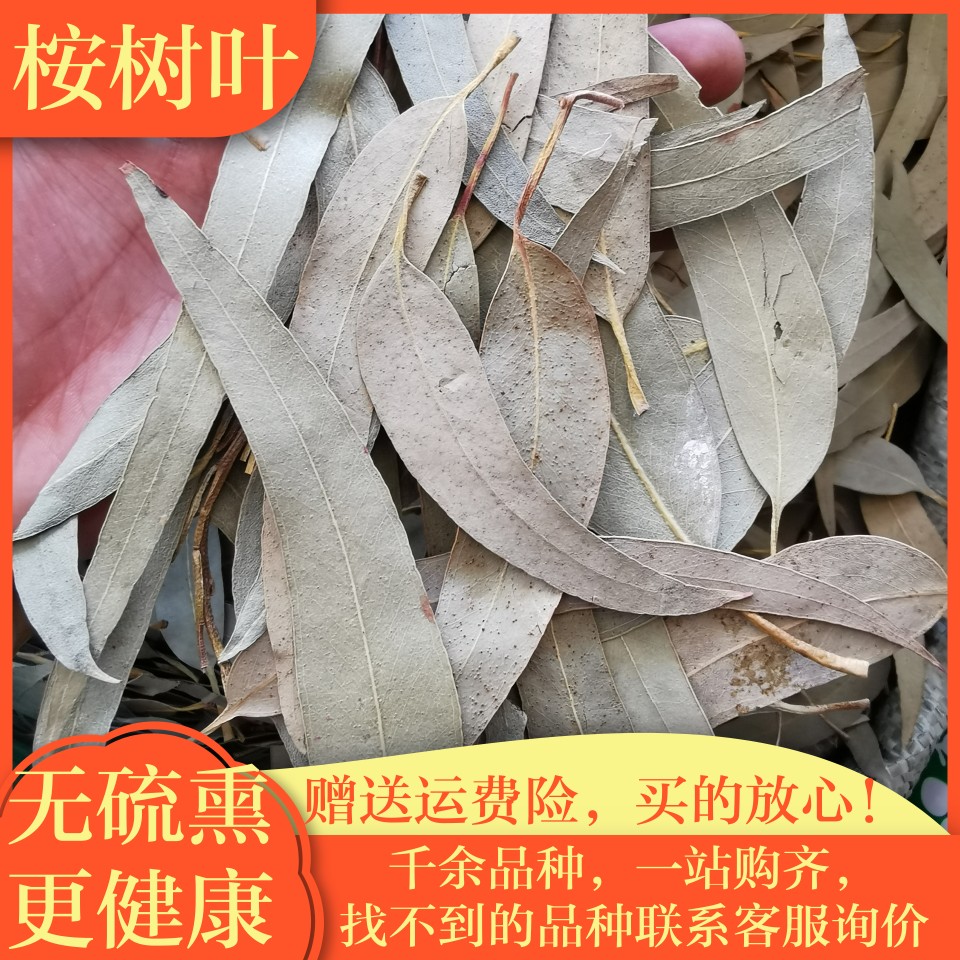桉树叶中草药材正品新鲜干货桉叶无硫蓝桉叶500克g包邮桉叶