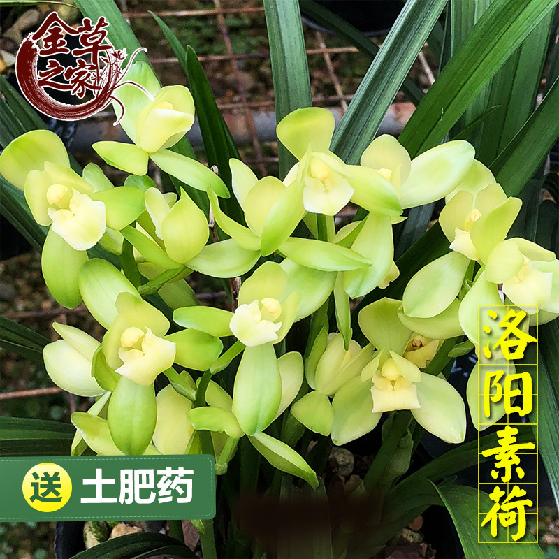 兰花苗 洛阳素荷 建兰素心荷瓣名品大如有意素浓香好养夏季带花苞