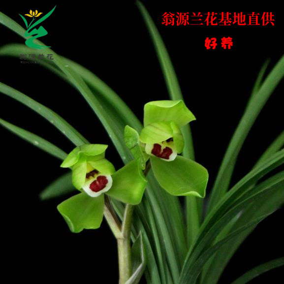 兰花苗 经典荷瓣老种春兰金边 春剑大富贵 兰花春兰