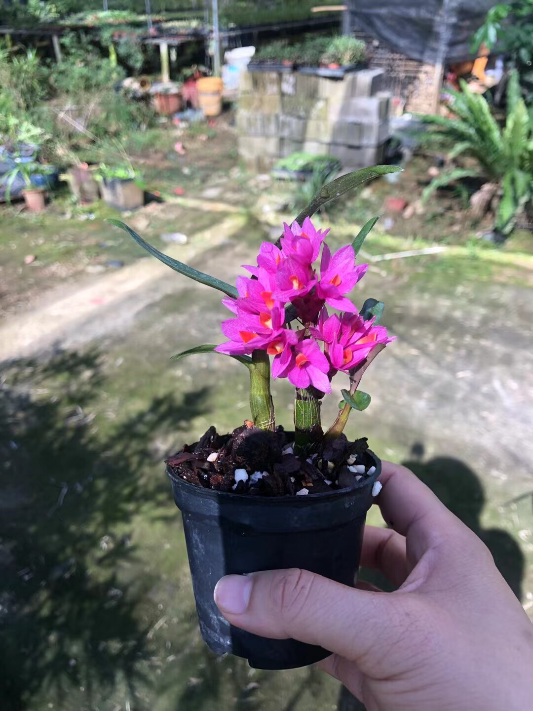 精品石斛花期长达几个月～姬美石斛