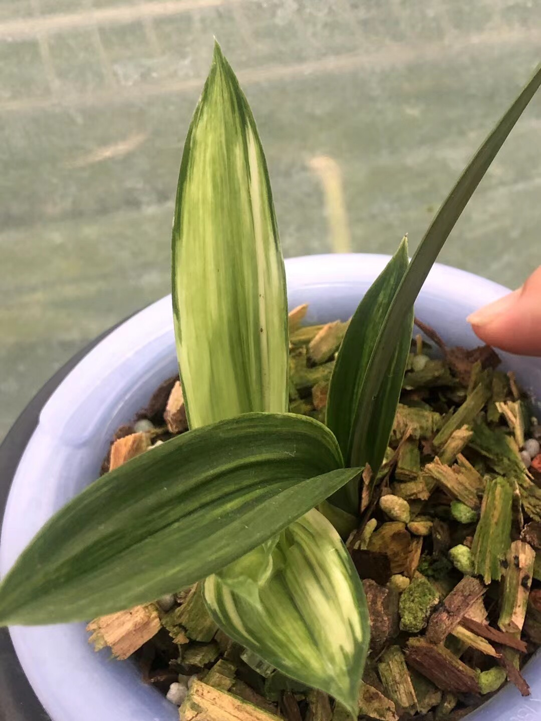 精品兰花矮种墨兰达摩进化中透艺,品种稀有花期带花苞