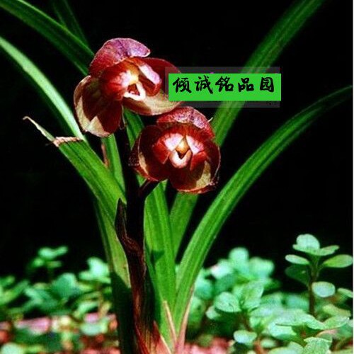 兰花 春剑铭品 老种(红太阳)2000/苗