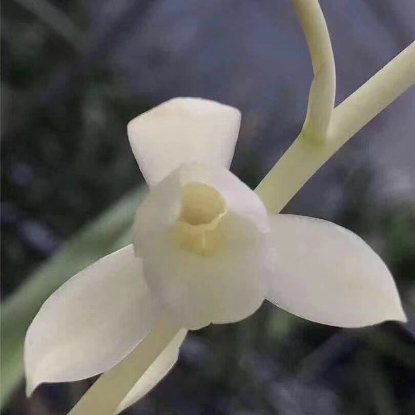 兰花室内盆栽自然老种四季兰建兰浓香雪白素皓雪漏风漏雨好养