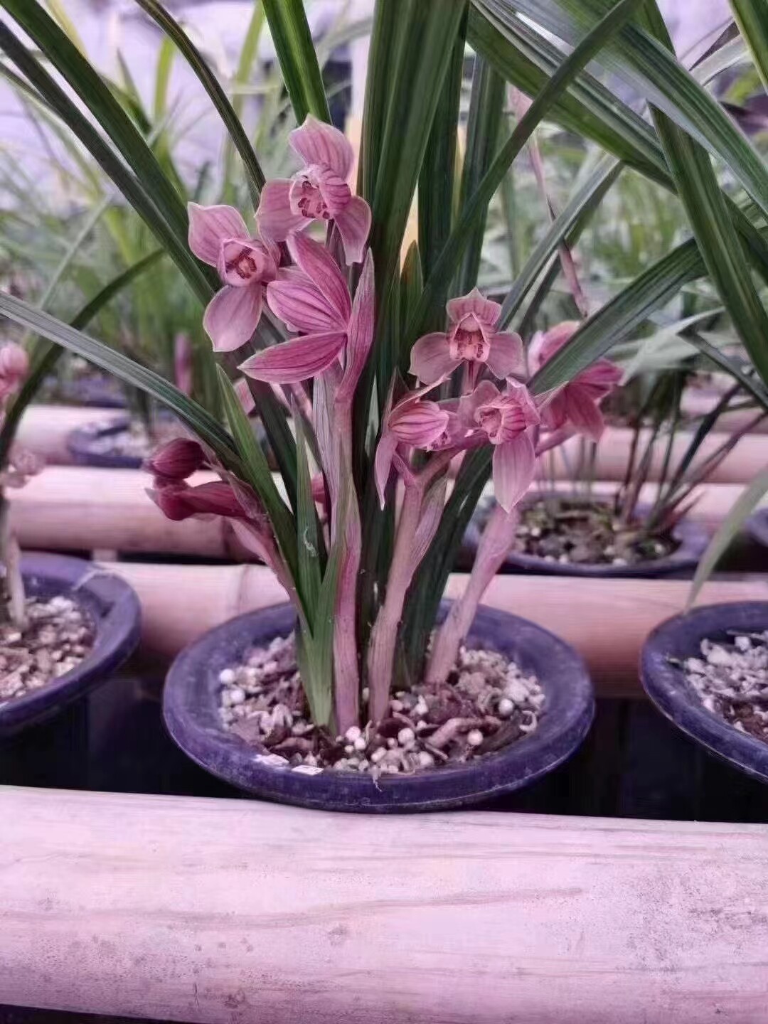 兰花春剑老种荷瓣铭品～石龙红荷～花期带花苞浓香室内绿植小盆栽