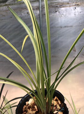 精品兰花~春剑新品中透艺~花期带花苞好养保值升值空间大