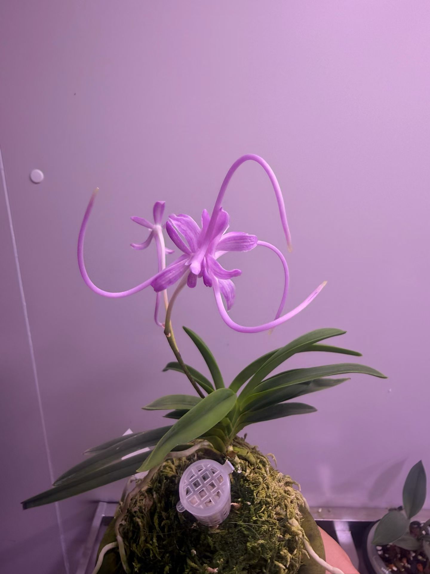 日系粉三距奇花富贵风兰～三元红