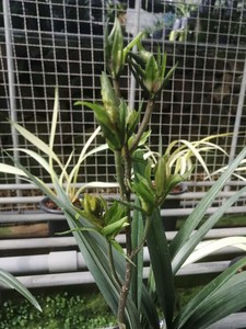 精品兰花超香墨兰奇花菊瓣～太子龙～好养根壮苗靓花期带花苞