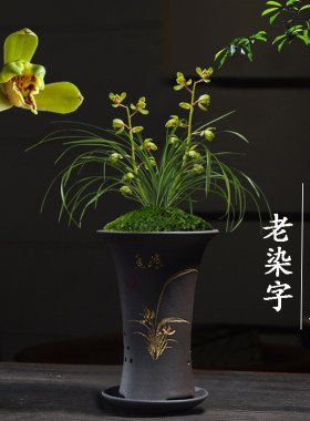 绿植盆栽名贵客厅好养兰花苗
