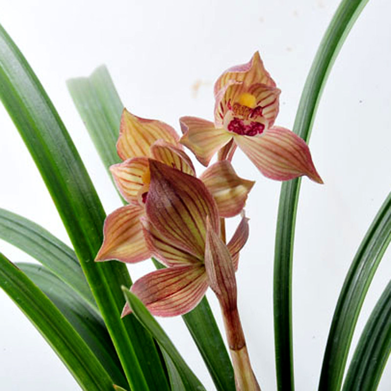 当年开花兰花苗盆栽好发货 春剑邛州红荷 漏风漏雨自然栽培