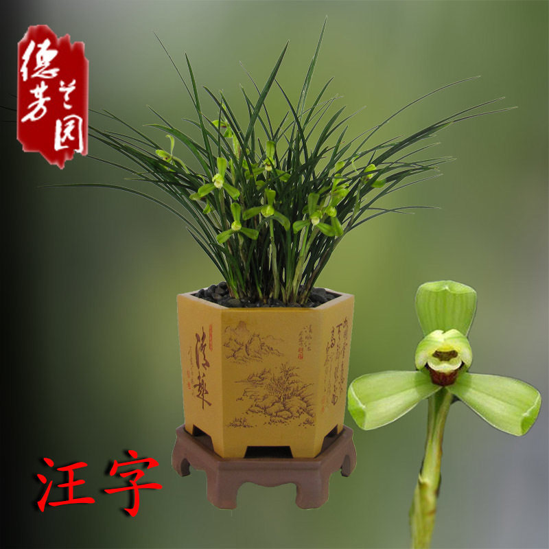 兰花苗春兰汪字兰花冬季带花苞春季兰草浓香建兰墨兰蕙兰四季