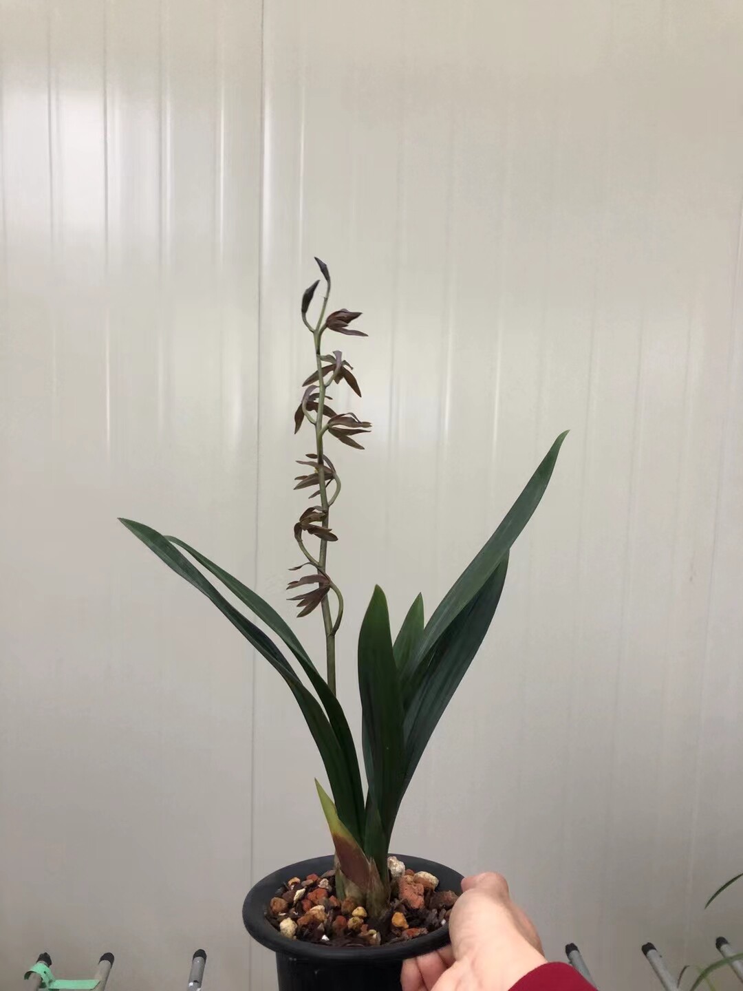 浓香兰花墨兰稀有品种粗皮黑奇素:黑豹(九龙珠)花期带花苞