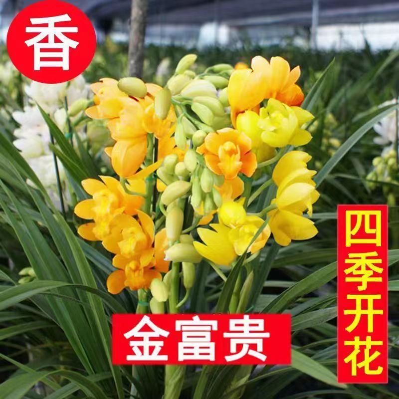 四季开花金边玫瑰红素白玉荷金富贵当年开花满屋飘香室内兰花