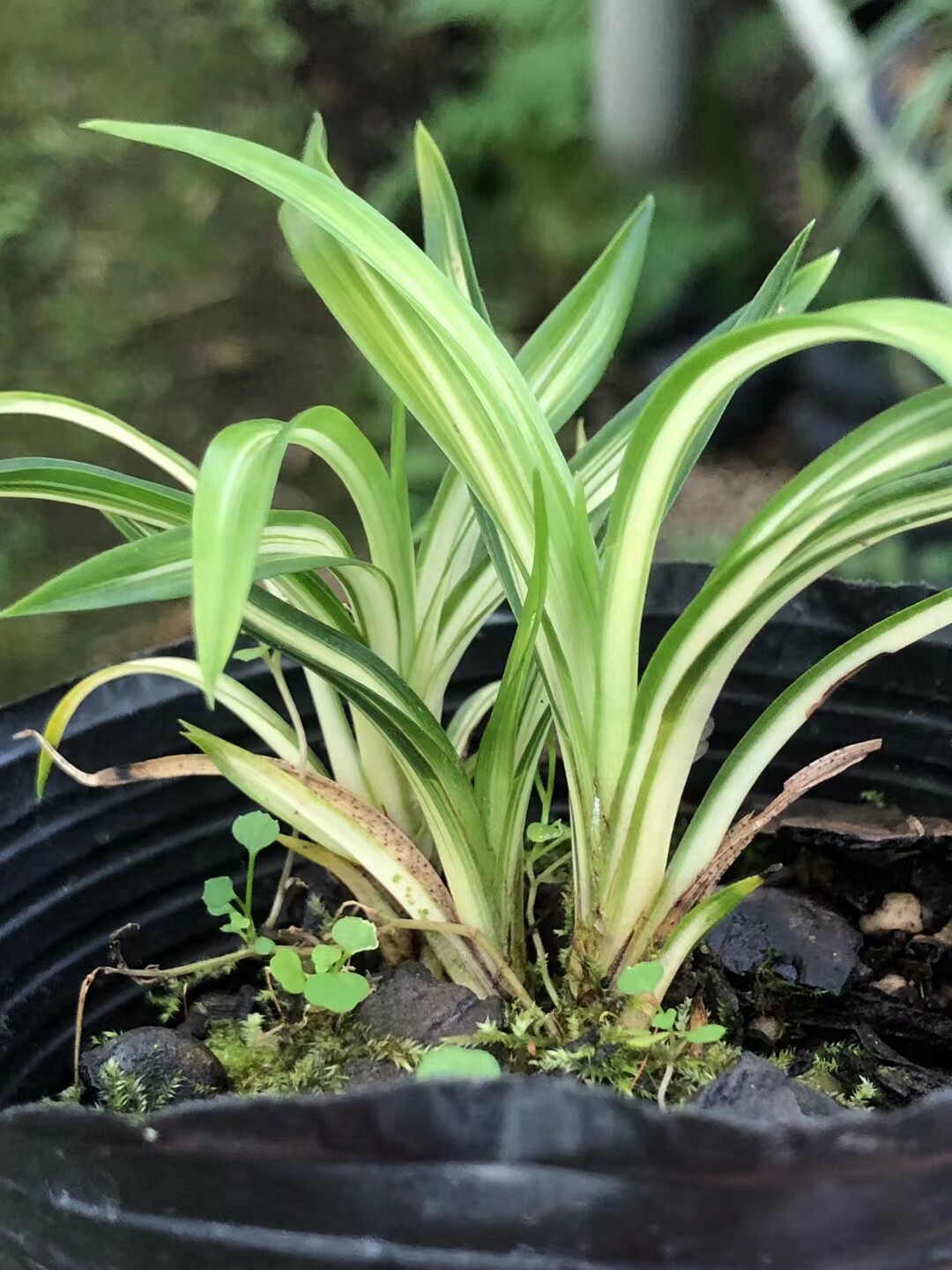 精品兰花~矮种送春中透~浓香花卉