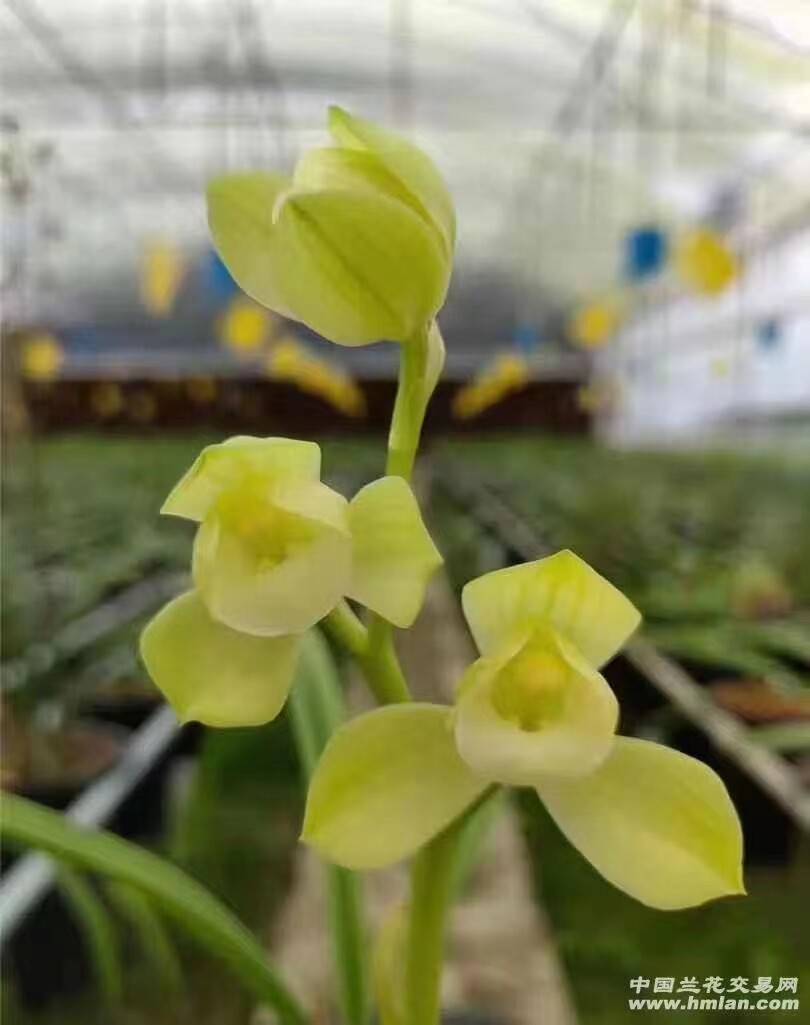 精品兰花春剑荷瓣鹅黄素荷~老品种~收藏经典带花苞