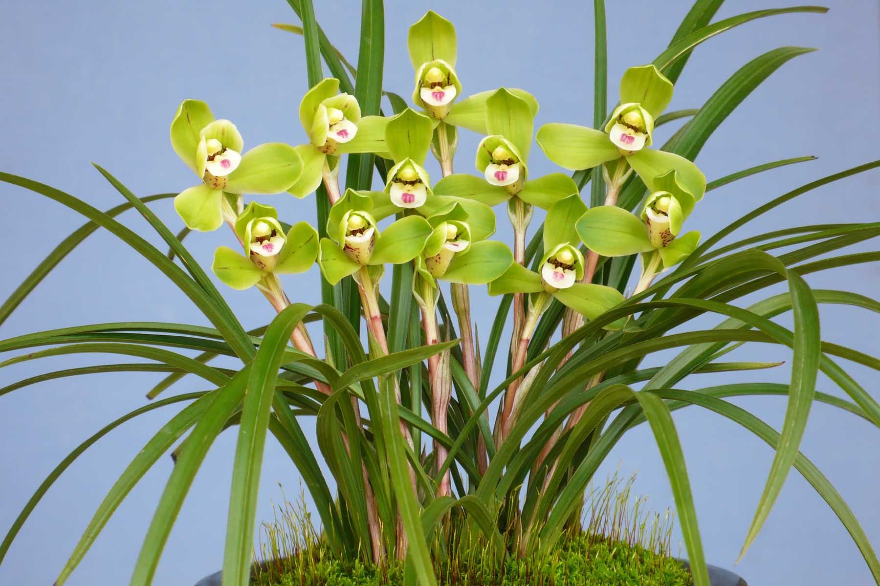 浙江自然老种兰花苗春兰名品【西神梅】浓香阳台绿植花卉盆栽