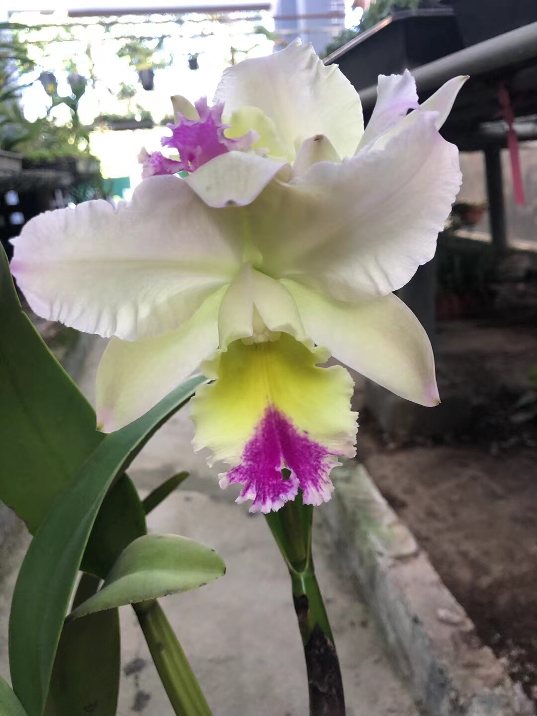 精品兰花最大的花朵~卡特兰~花期带花苞