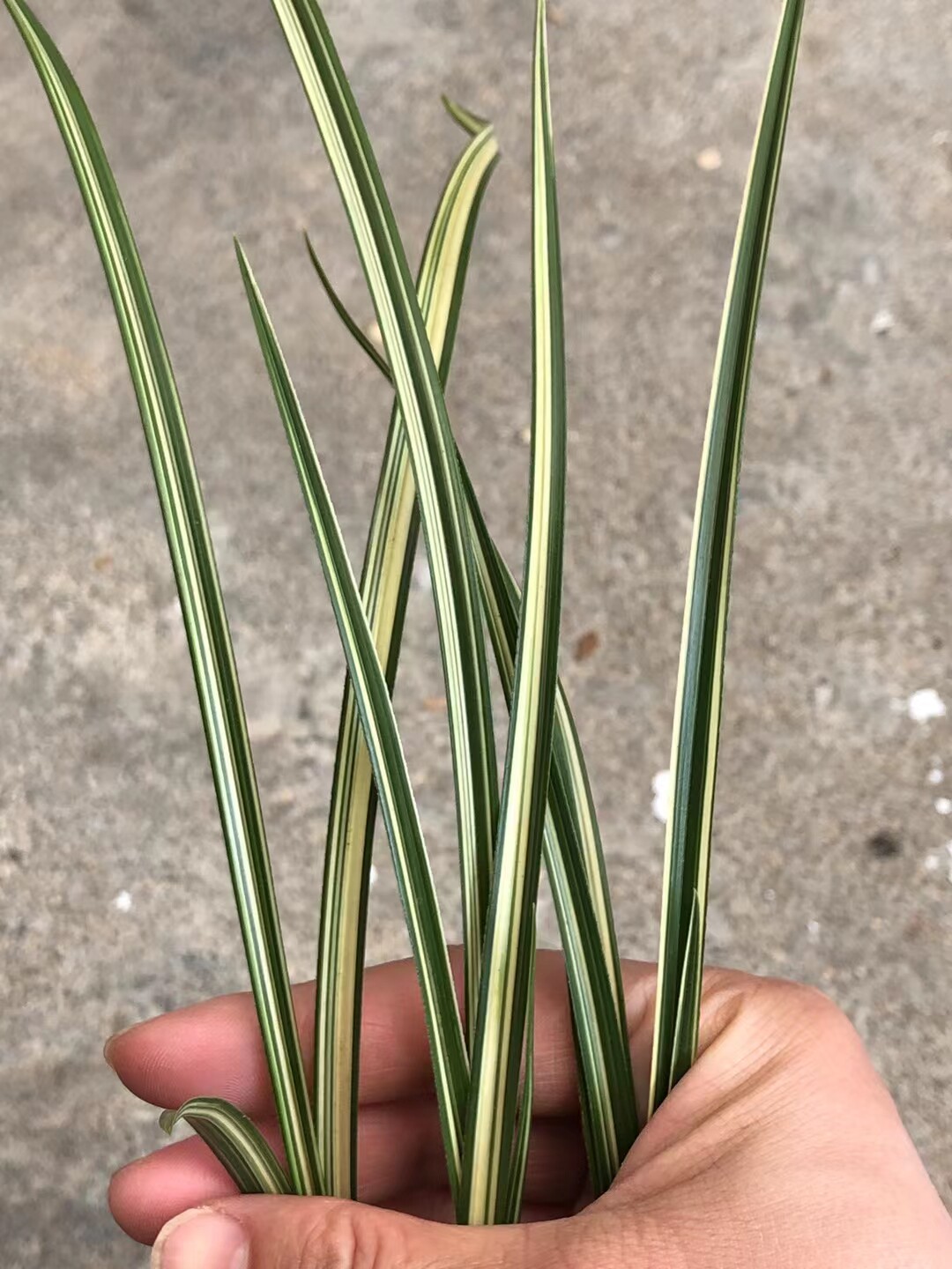 精品兰花蕙兰线艺中透～秀香锦～浓香名贵花卉