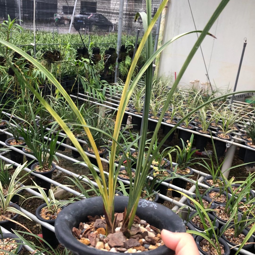 自然老种兰花稳定黄金虎斑叶艺龙袍浓香春剑室内盆栽满屋飘香