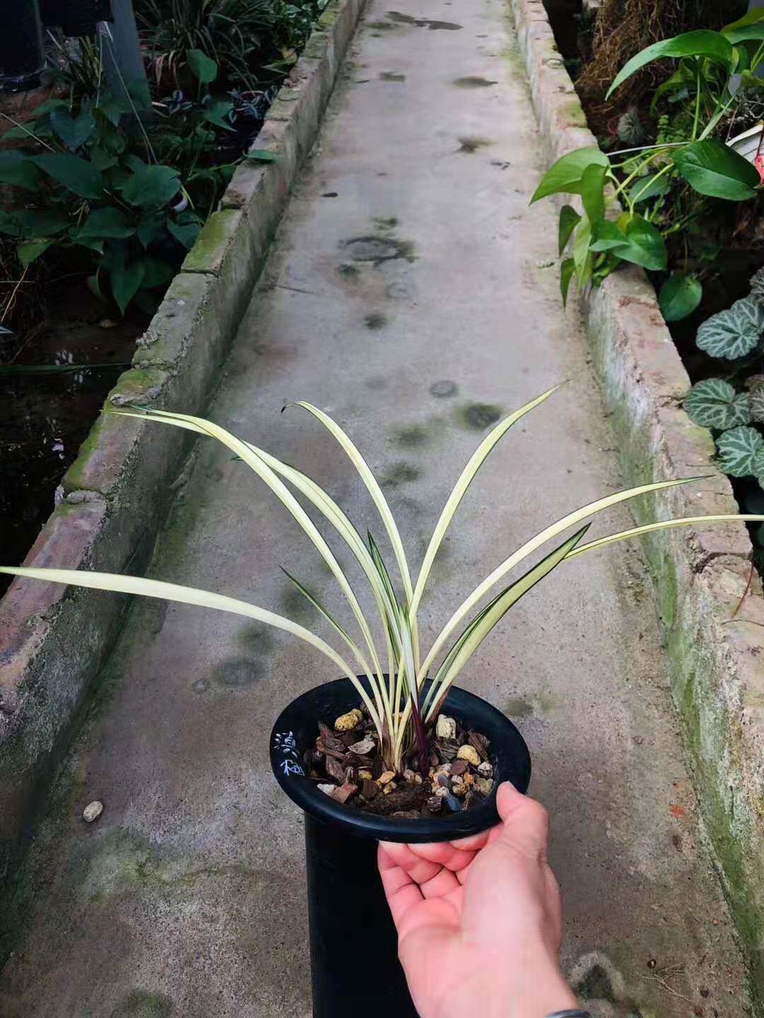 精品兰花建兰四季兰细叶中透艺绿植花卉室内兰花植物盆栽武媚娘