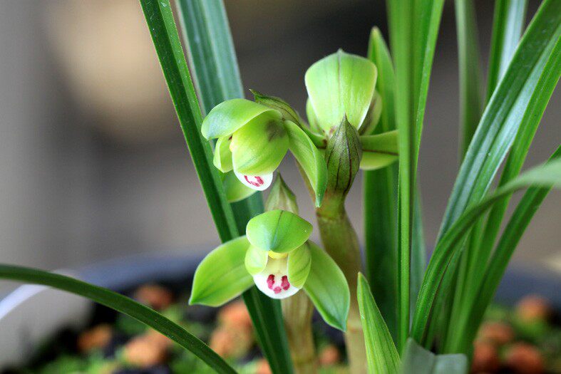 正宗江浙引种兰花苗春兰名品【翠盖荷】室内盆栽兰花花卉盆景