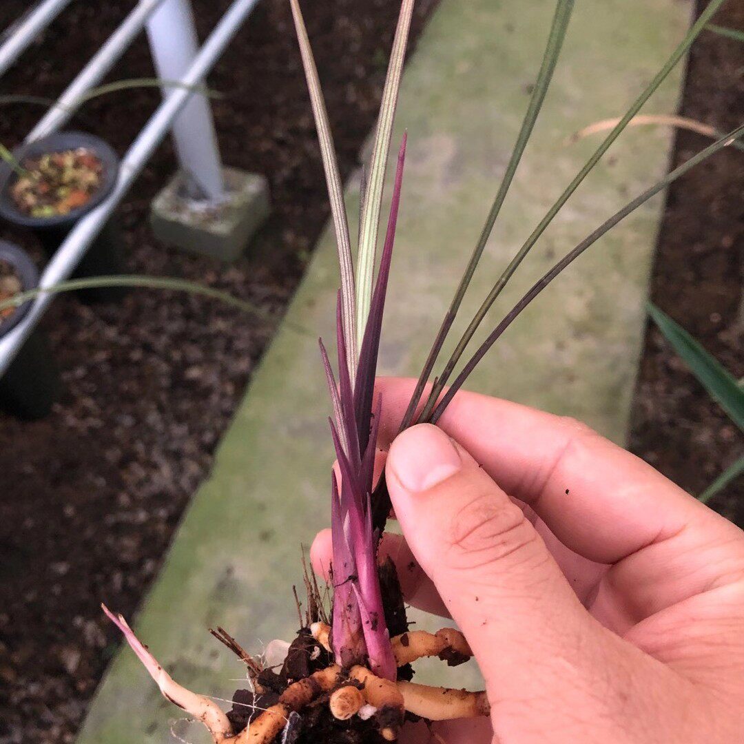 精品寒兰红草粉斑艺珍稀品种