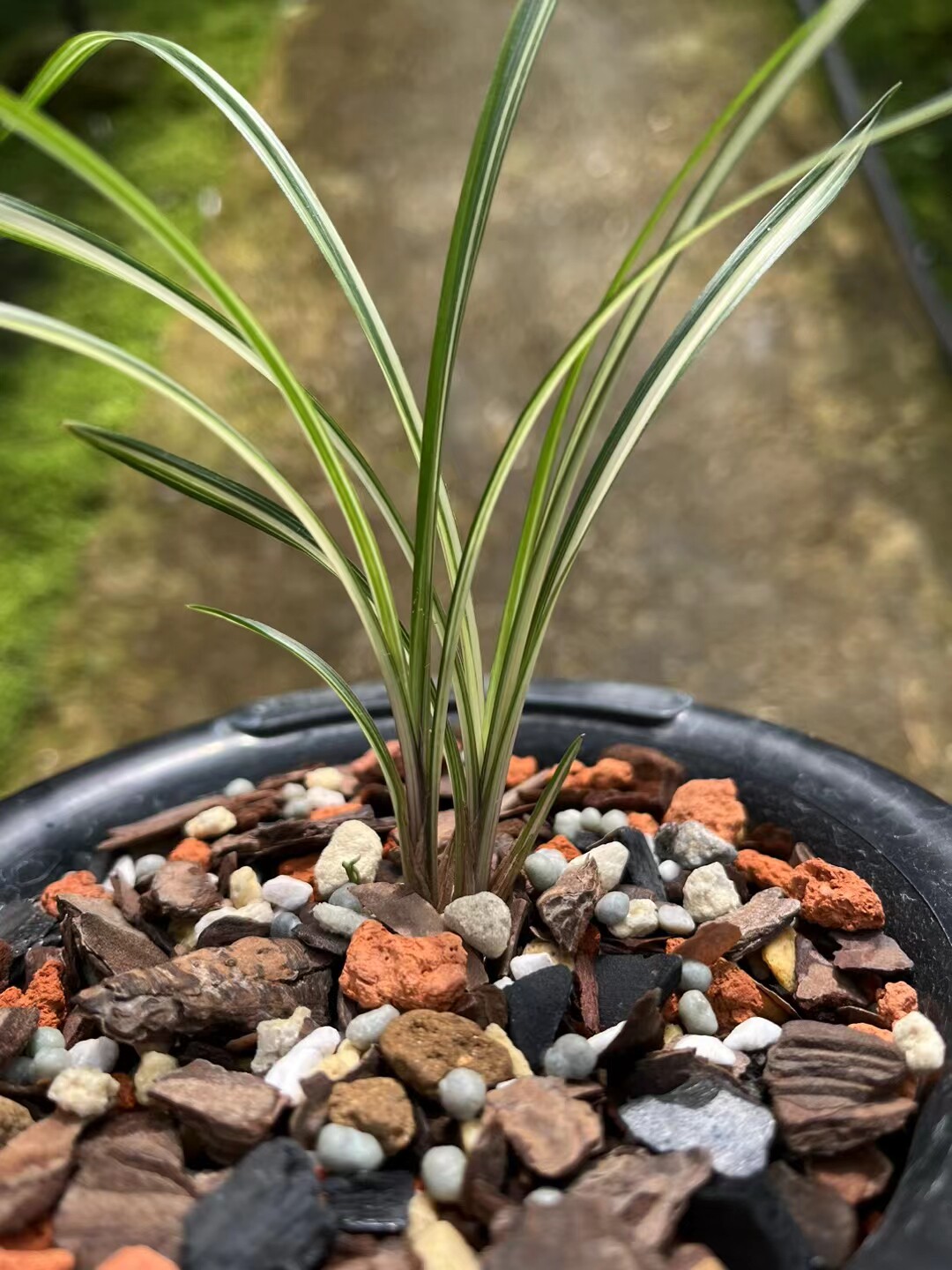 精品兰花~莲瓣兰中透艺~天花板级别艺草