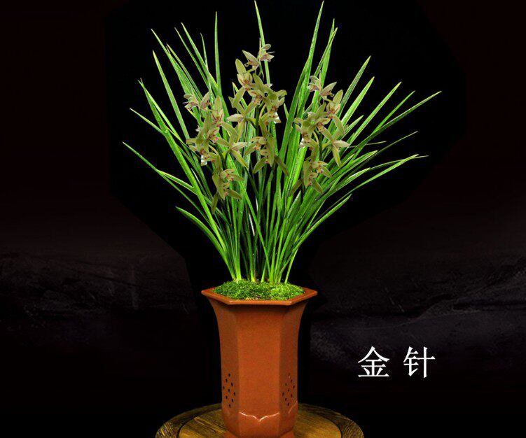 清仓价兰花建兰四季兰立叶金边叶艺金针