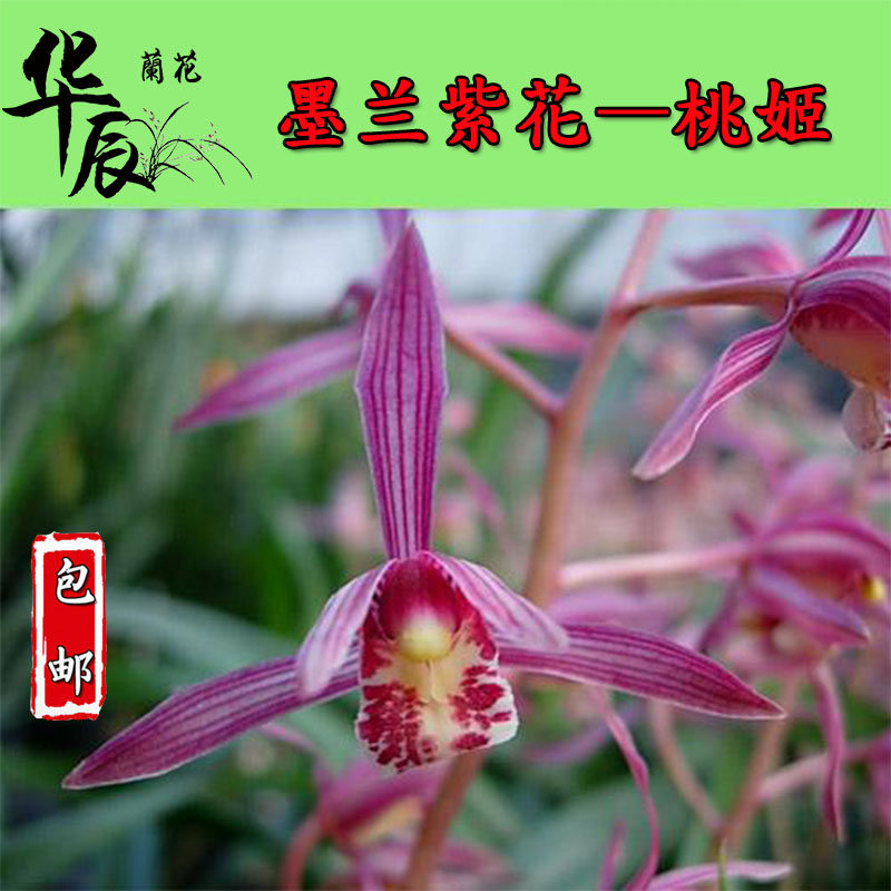 精品墨兰报岁兰花苗 桃姬 冬带浓香花苞出售好养 绿植花卉盆栽