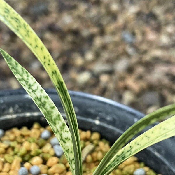 精品兰花春兰吻仔鱼文仔鱼,叶带蛇皮斑蛇斑