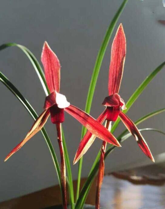 包邮 兰花苗客厅花卉阳台盆栽浓香兰花 春兰 腾越红素 自然种植