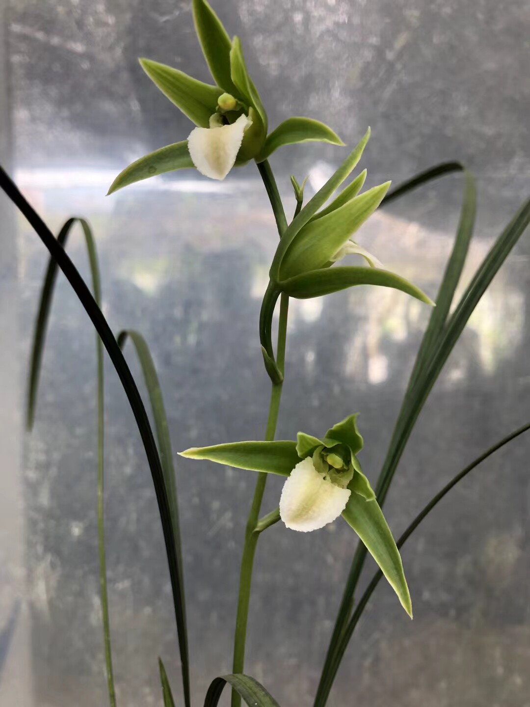 漂亮～寒兰紫秀艳口素～四季满屋飘香室内绿植盆栽好养年年开花