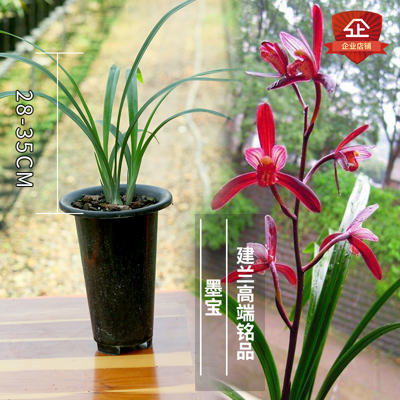 四季兰花苗清仓价