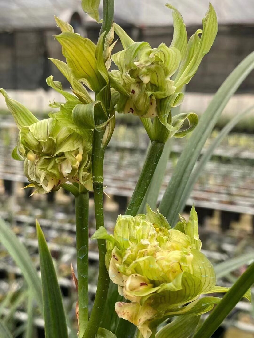 精品兰花春剑奇花名品~盖世牡丹~带花苞