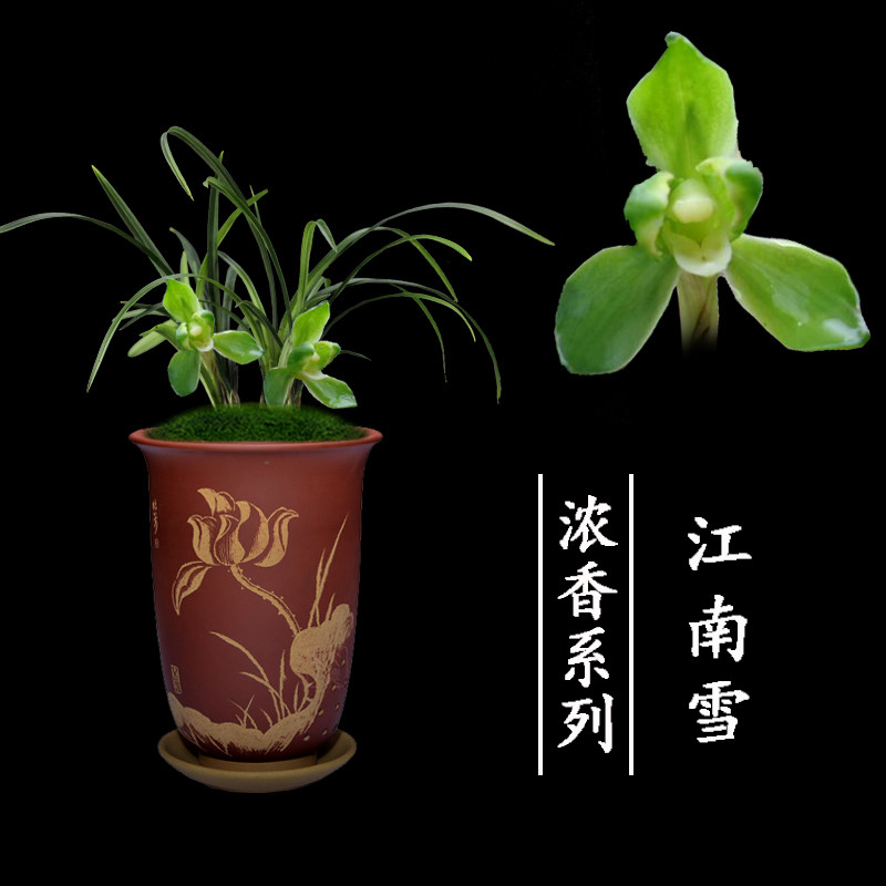 兰花盆栽植物室内四季春兰浓香无花苞好养客厅名贵江南雪兰花苗