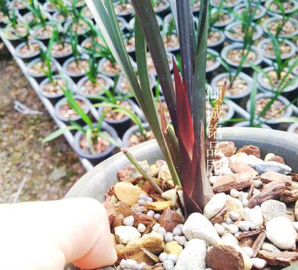 当年开花兰花 寒兰紫叶 漂亮(寒兰红叶)绿植花卉盆栽植物