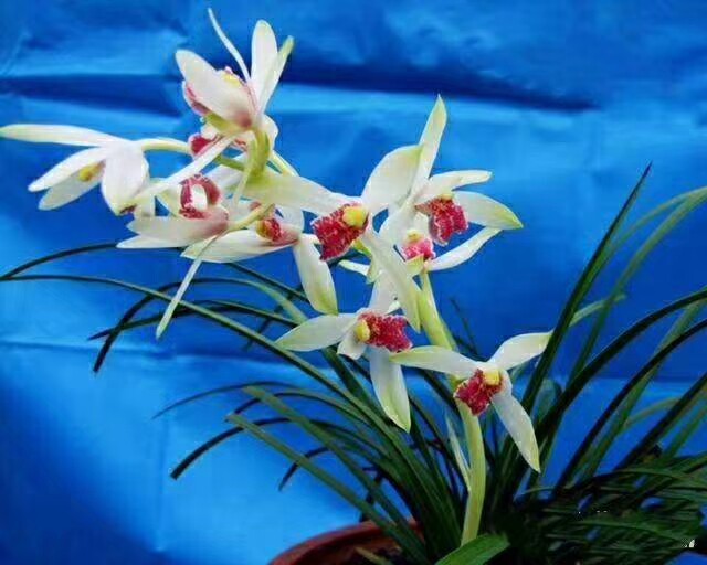 高品质兰花 兰花  浙江自然老种蕙兰【闭月羞花】浓香绿植浓香型