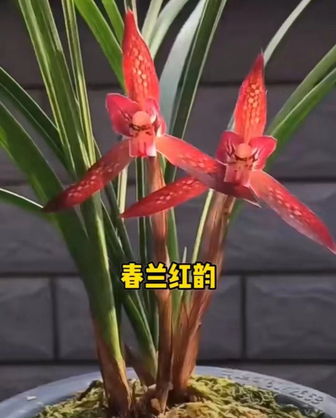 精品兰花浓香春兰红韵素～室内花卉花期带花苞