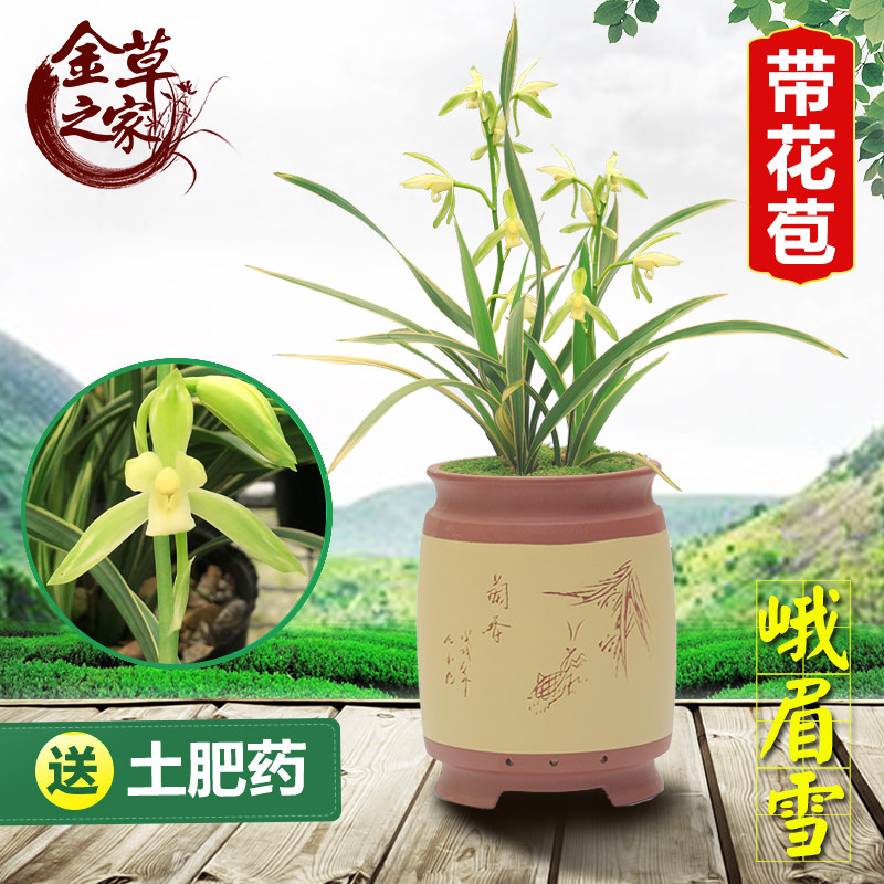 情义双全