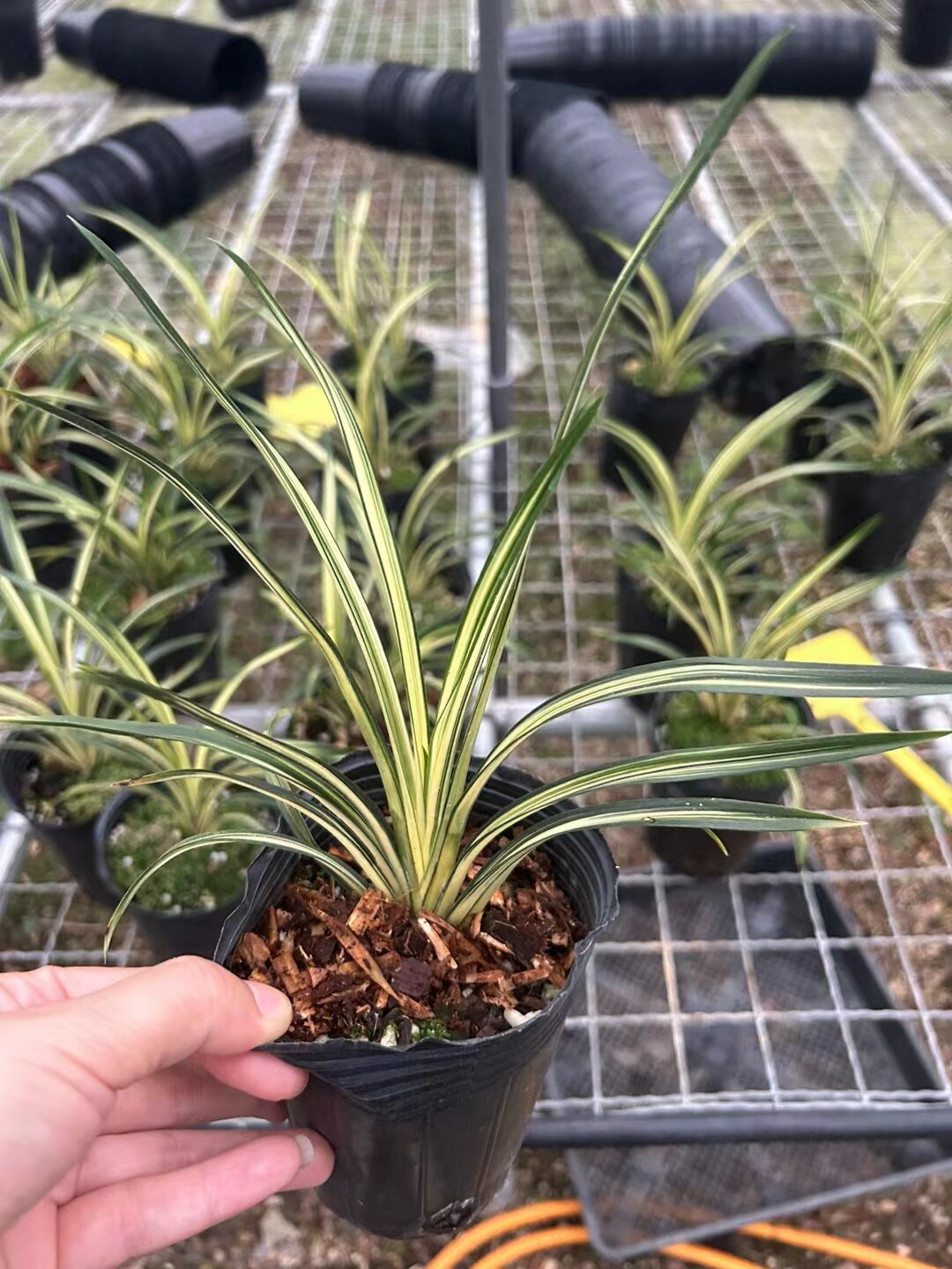 精品兰花送春中透蕙兰水晶奇叶~浓香包邮