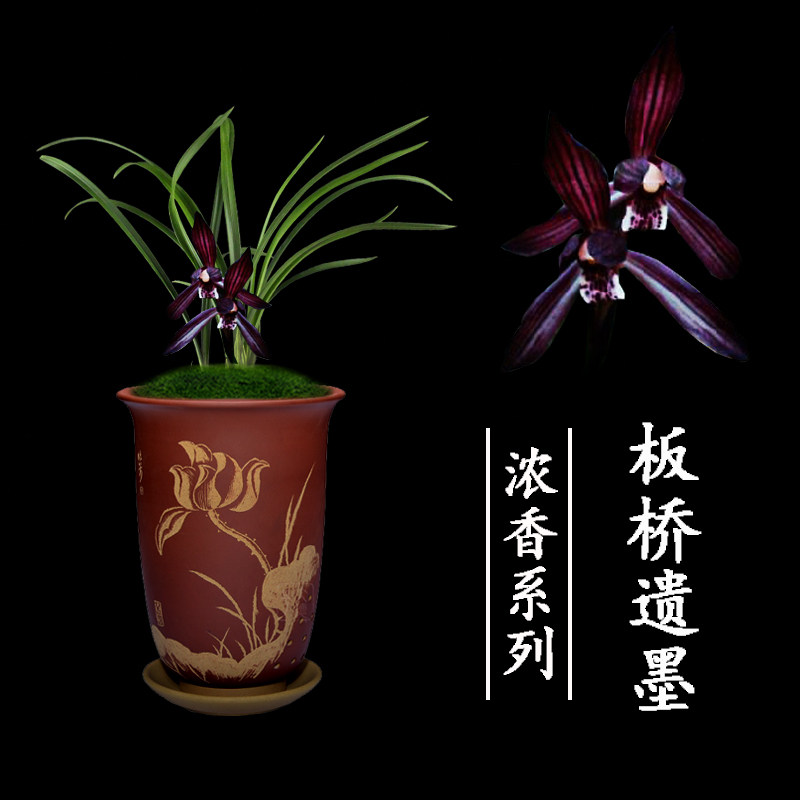 兰花盆栽植物名贵春兰板桥遗墨无花苞室内浓香绿植花卉兰花苗