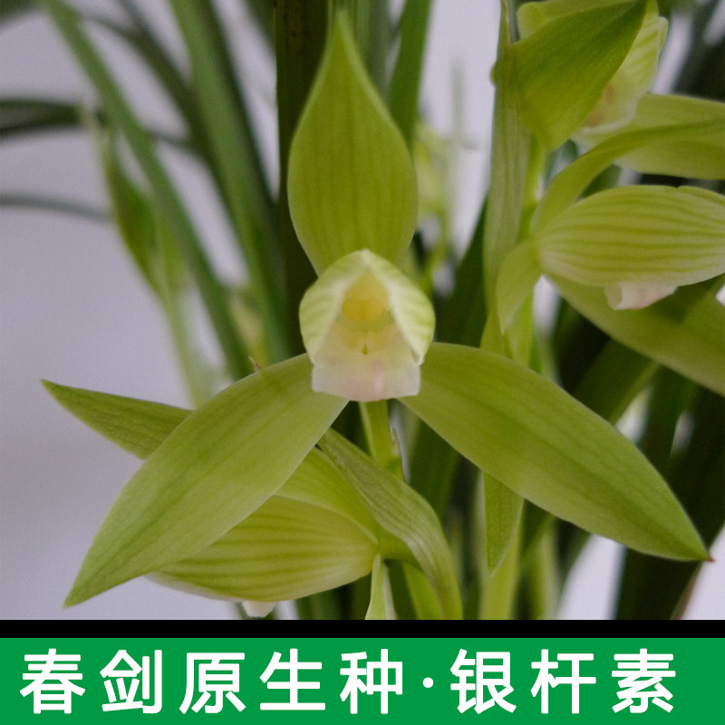 正品四川兰花苗无花苞原生种传统铭品银杆素兰花春剑素花素心珍品