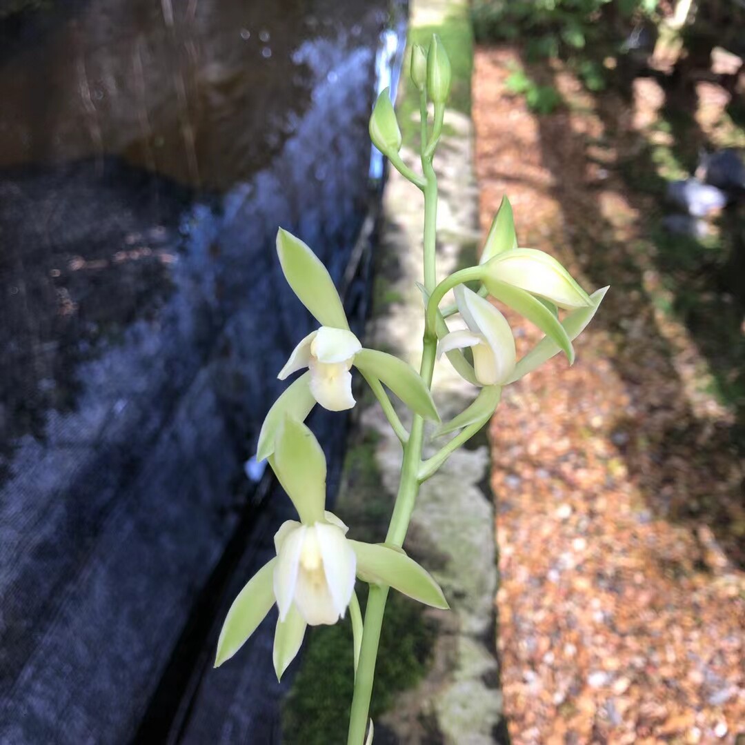 精品兰花建兰四季兰线艺～银边大贡～花期带花苞室内绿植盆栽