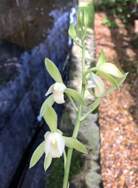 精品兰花建兰四季兰线艺～银边大贡～花期带花苞室内绿植盆栽