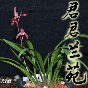 优质国兰兰花苗带盆栽好发货 四季兰满堂红 漏风漏雨自然栽培