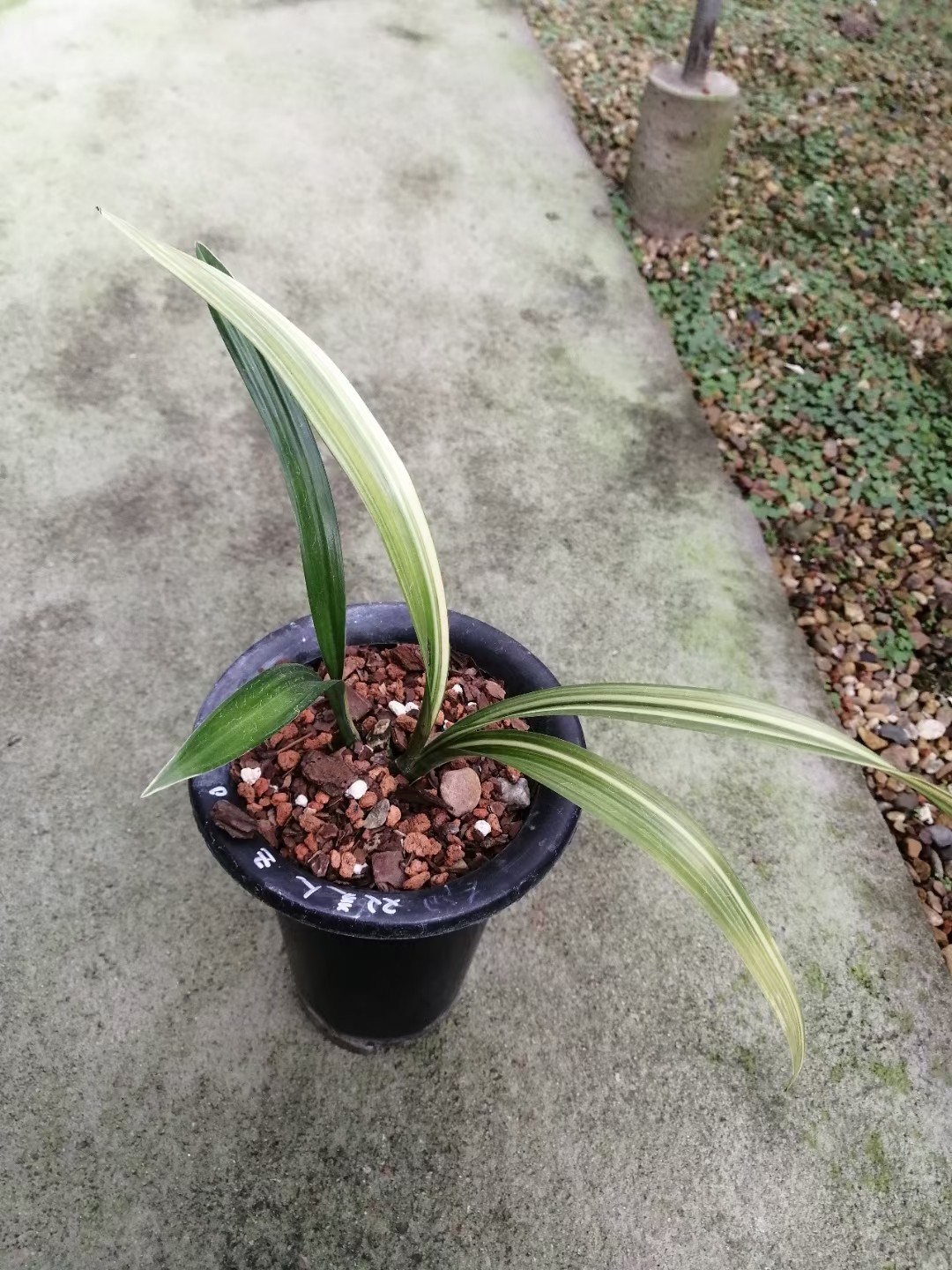 精品兰花墨兰珍品线艺～双美人～浓香好养室内绿植盆栽"