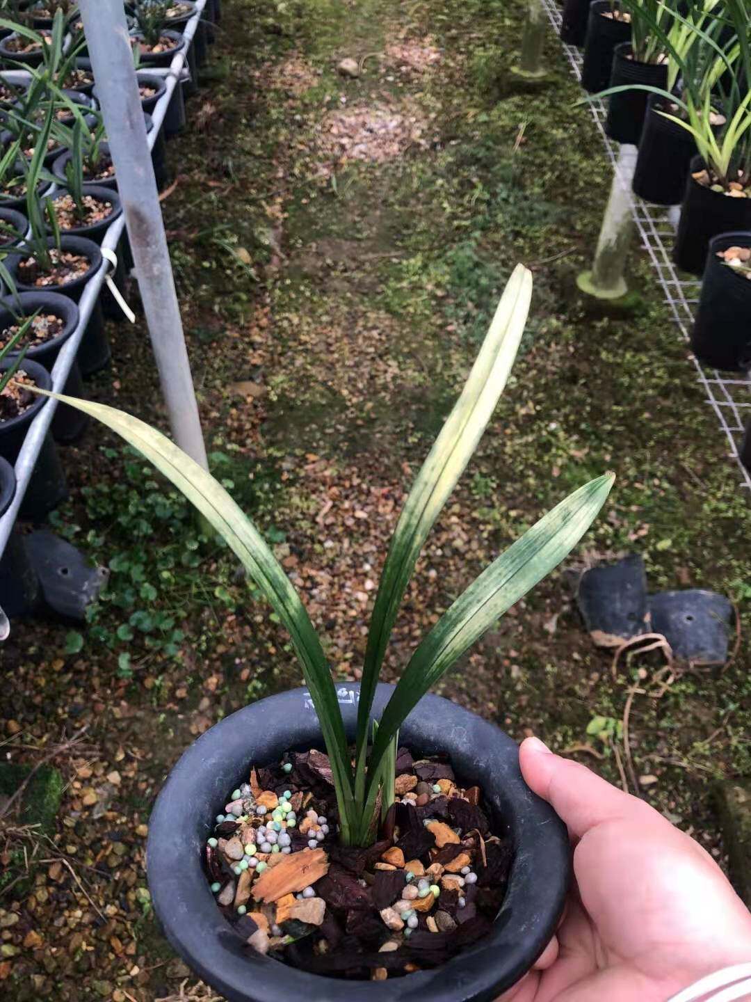 兰花超靓矮种四季兰建兰虎斑艺草唐伯虎室内花卉盆栽浓香植物