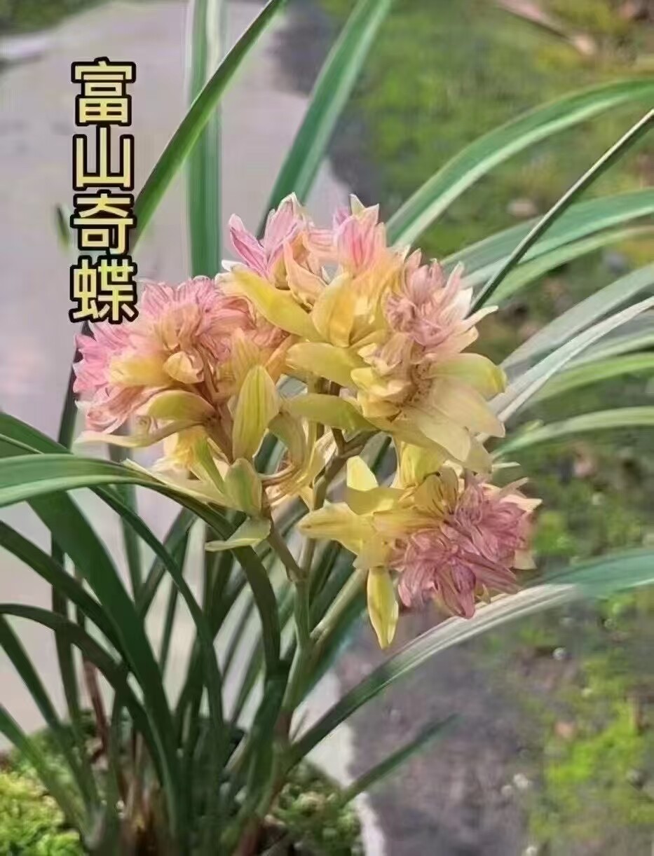 老种兰花建兰四季兰富山奇蝶爆盆花期带花苞