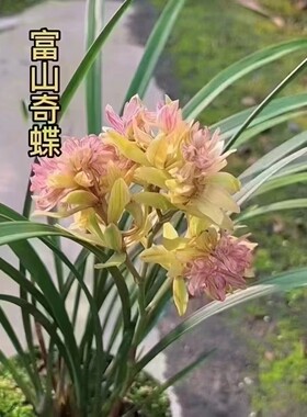 老种兰花建兰四季兰富山奇蝶爆盆花期带花苞