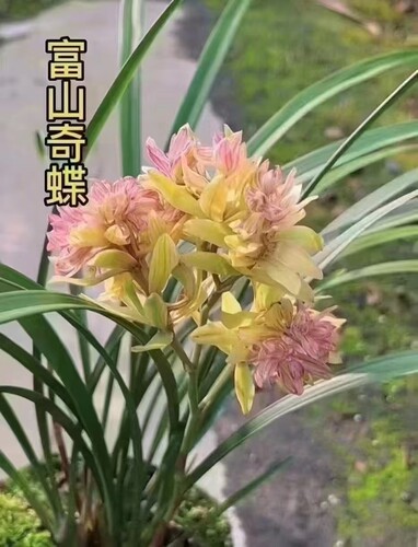 老种兰花建兰四季兰富山奇蝶爆盆花期带花苞